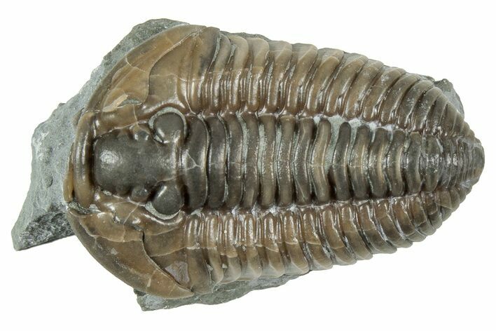 Prone Flexicalymene Trilobite - Mt Orab, Ohio #358071